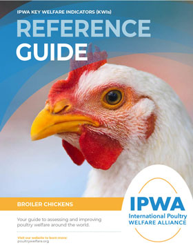 English Broiler Chicken Guide