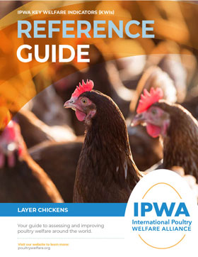 English Layer Chicken Guide